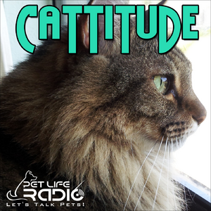 Cattitude - The #1 Cat Podcast About Cats As Pets- Pet Life Radio Original (PetLifeRadio.com)