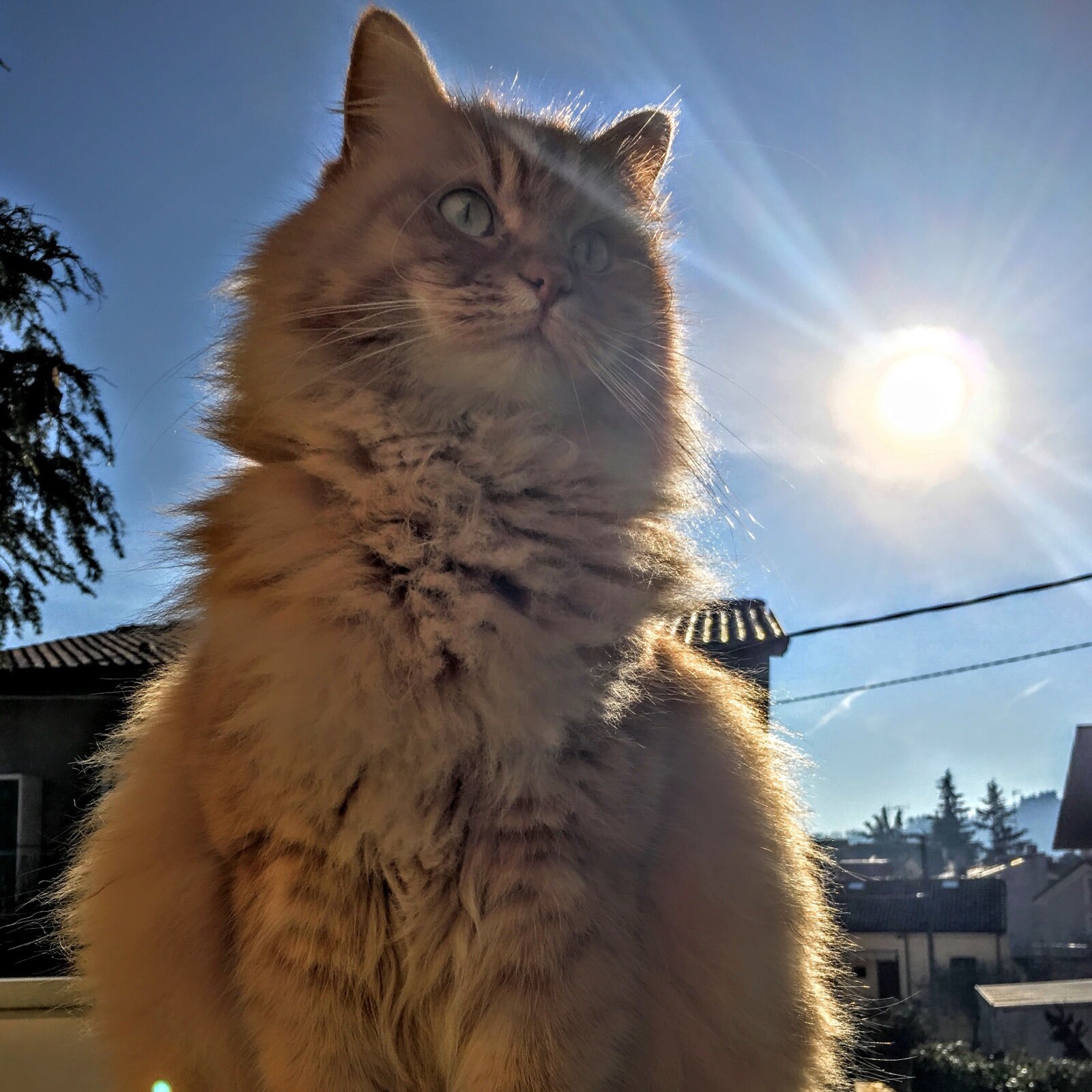 Pets need sunscreens!