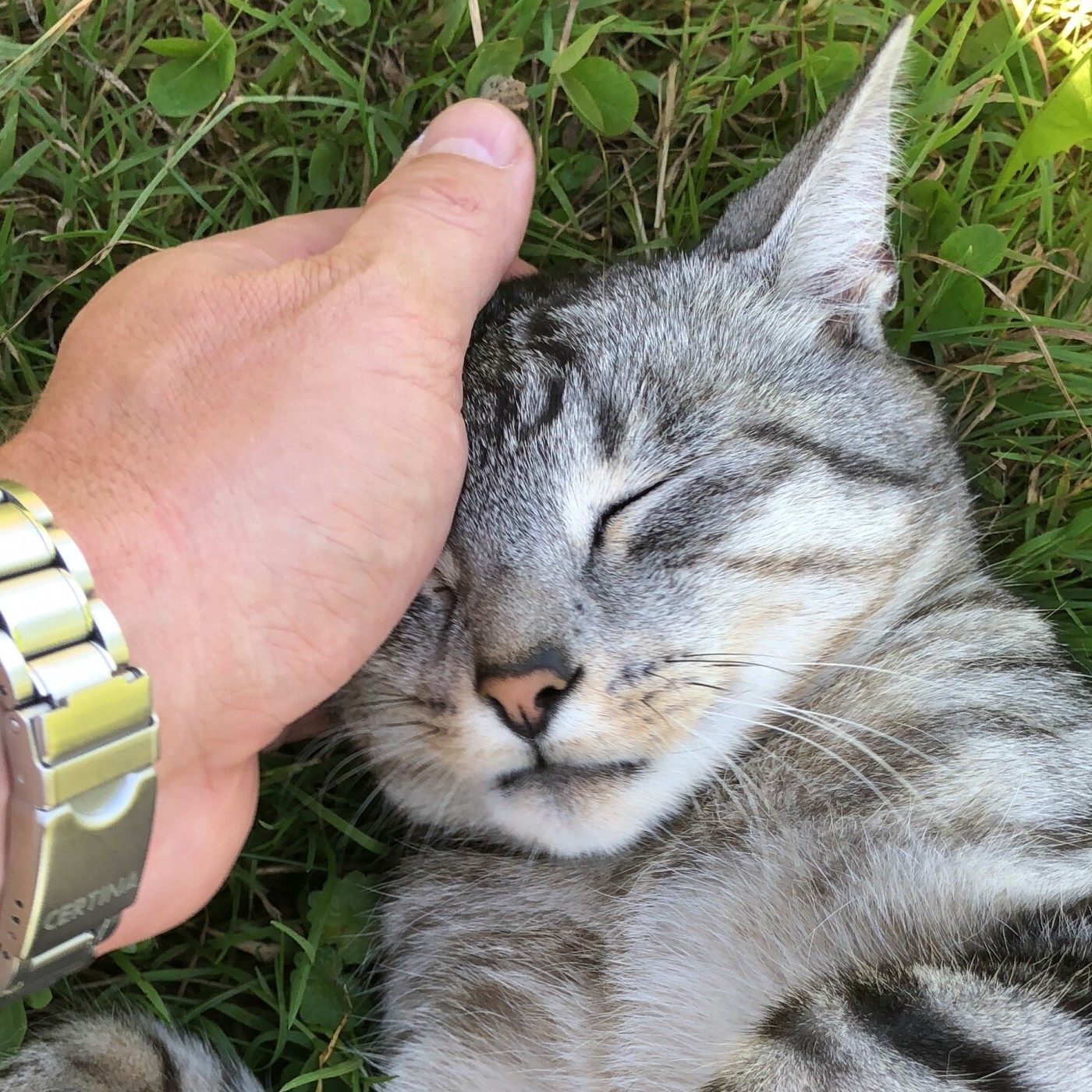 Healthy Recipes For Your Cat podcast artwork